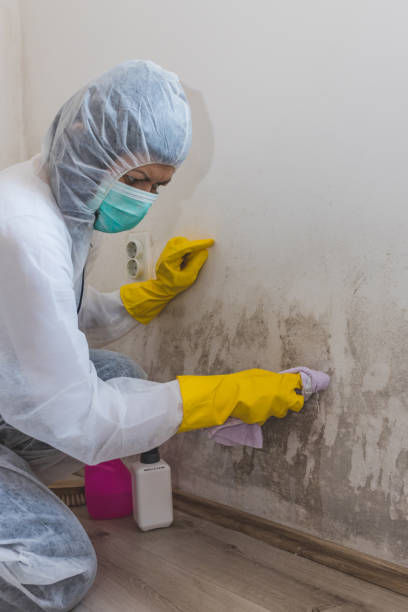 Best Emergency Mold Remediation  in Palmyra, IN